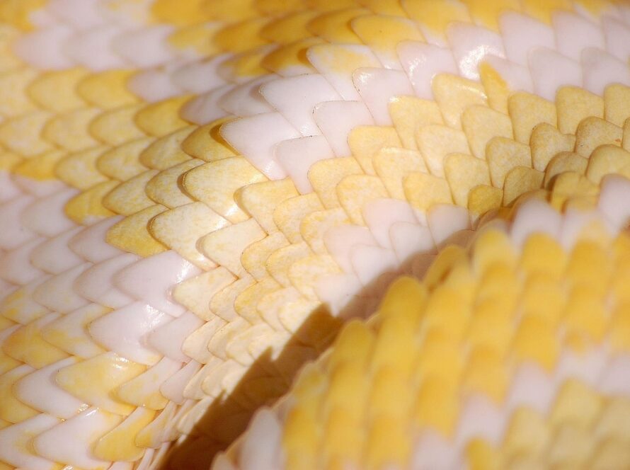 Santa Marta dominadora